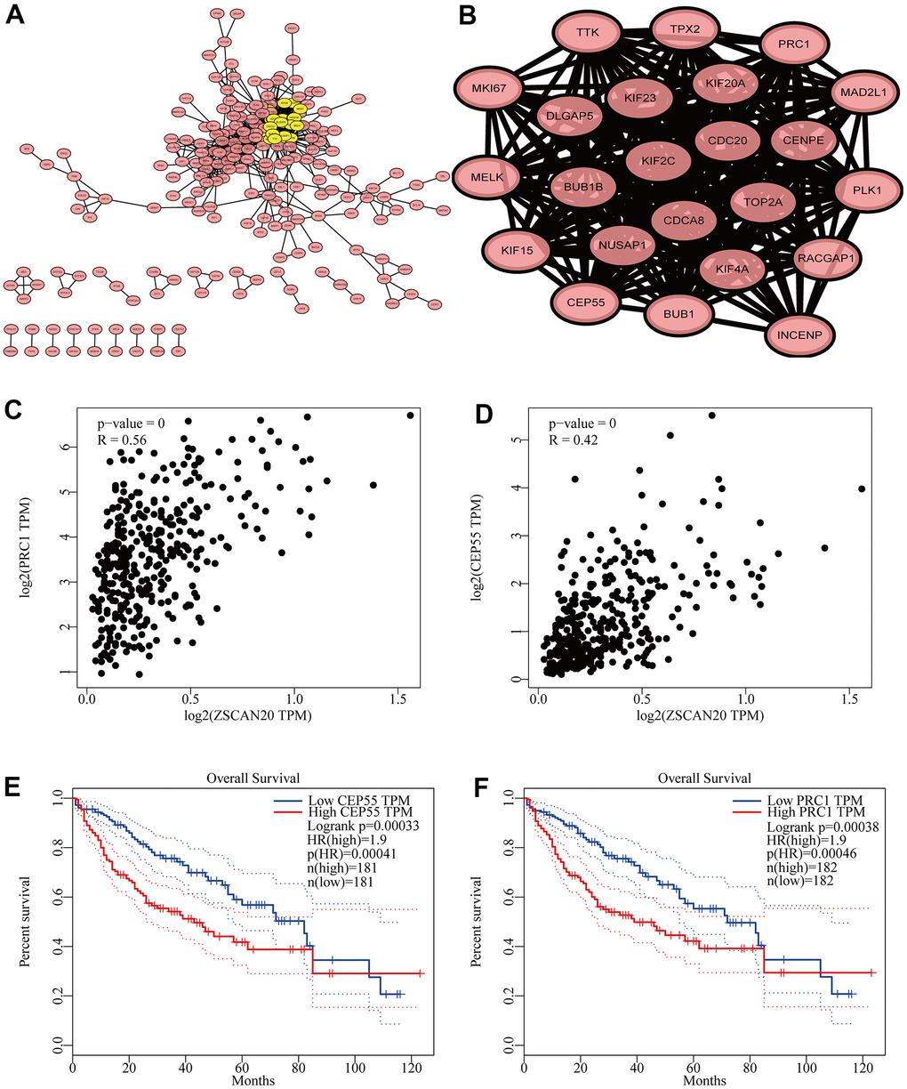 Cell cycle related genes correlation analysis. (A) Top 500 genes in LinkedOmics were filtered into protein–protein interaction network complex. (B) The PPI network of ZSCAN20 was generated using STRING. (C, D) Draw a scatter plot to show the correlation between the ZSCAN20 and the highest score genes (PRC1 and CEP55). (E, F) Associations with overall survival and the expression of PRC1 and CEP55.
