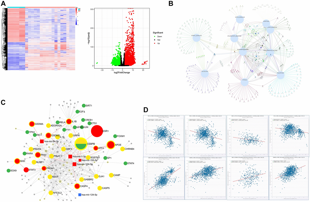 The bioinformatics analysis of the dataset GSE139549. (A) The heatmap and volcano plots representation of DEGs; (B) The interaction of DEGs between GSE139549 and HALLMARK enrichment derived from GSE153250; (C) Target gene-TF-miRNA network of the intersected DEGs between HALLMARK enrichment and GSE139549; (D) Co-expression of TF or genes in tissues of brain and nerve.