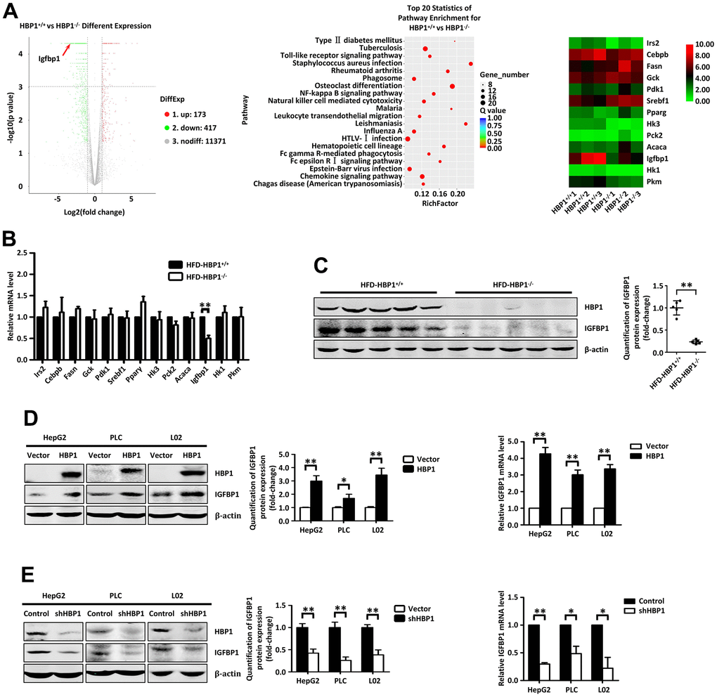 HBP1 increases the expression of IGFBP1 by binding to the IGFBP1 promoter. (A) RNA sequencing analysis of liver tissues from HBP1+/+ and HBP1−/− mice. (B) HBP1 affects the mRNA level of IGFBP1 in mouse liver tissues. The mRNA levels of Irs2, Cebpb, Fasn, Gck, Pdk1, Srebf1, Pparγ, Hk3, Pck2, Acaca, Igfbp1, Hk1 and Pkm2 were measured by real-time PCR in liver tissues from HBP1+/+ and HBP1−/− mice. (C) HBP1 affects the protein level of IGFBP1 in mouse liver tissues. The protein levels of HBP1 and IGFBP1 were measured by western blotting in liver tissues from HBP1+/+ and HBP1−/− mice. β-actin was used as a loading control. Quantification was normalized to β-actin, n = 5 mice per group. (D) HBP1 overexpression promotes both protein and mRNA expression of IGFBP1 in HepG2, PLC/PRF/5 and L02 cells. The cells were transfected with HA-HBP1 or pcDNA3 (as a control). The protein levels of HBP1 and IGFBP1 were measured by western blotting (left panel). β-actin was used as a loading control. Quantification was normalized to β-actin. The mRNA level of IGFBP1 was measured by real-time PCR (right panel). (E) HBP1 knockdown inhibits both protein and mRNA expression of IGFBP1 in HepG2, PLC/PRF/5 and L02 cells. The cells were stably transfected with pLL3.7-shHBP1 or pLL3.7 (as a control) through lentiviral infection. The protein levels of HBP1 and IGFBP1 were measured by western blotting (left panel). β-actin was used as a loading control. Quantification was normalized to β-actin. The mRNA level of IGFBP1 was measured by real-time PCR (right panel). Data were the mean ± SD by a two-tail, unpaired Student’s t-test. *, p