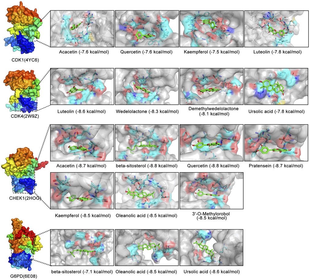 Molecular docking analysis of different active components in EZW and four cellular senescence-related targets. Visualization of 3D binding diagrams for protein-ligand predictions based on PyMOL software. Cyan represents the surrounding amino acid residues in the binding pocket, and green represents the active ingredients.