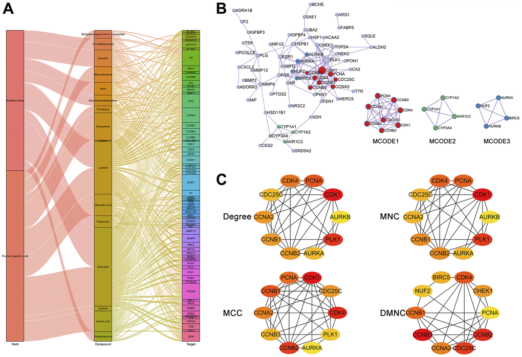 Network and topological analyses of 66 potential therapeutic targets for EZW in HCC. (A) Herb compound-target network analysis. (B) Protein-protein interaction network and gene clustering analysis (Metascape web tool). (C) Identification of the top 10 hub genes in the PPI network by different topological calculation methods.