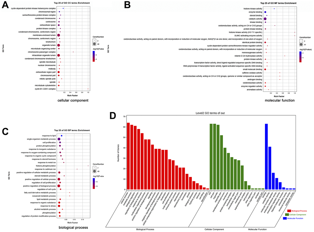 GO enrichment analysis of 66 potential therapeutic targets for EZW in HCC. (A) Cellular components. (B) Molecular functions. (C) Biological processes. (D) Secondary classification chart of GO enrichment terms.