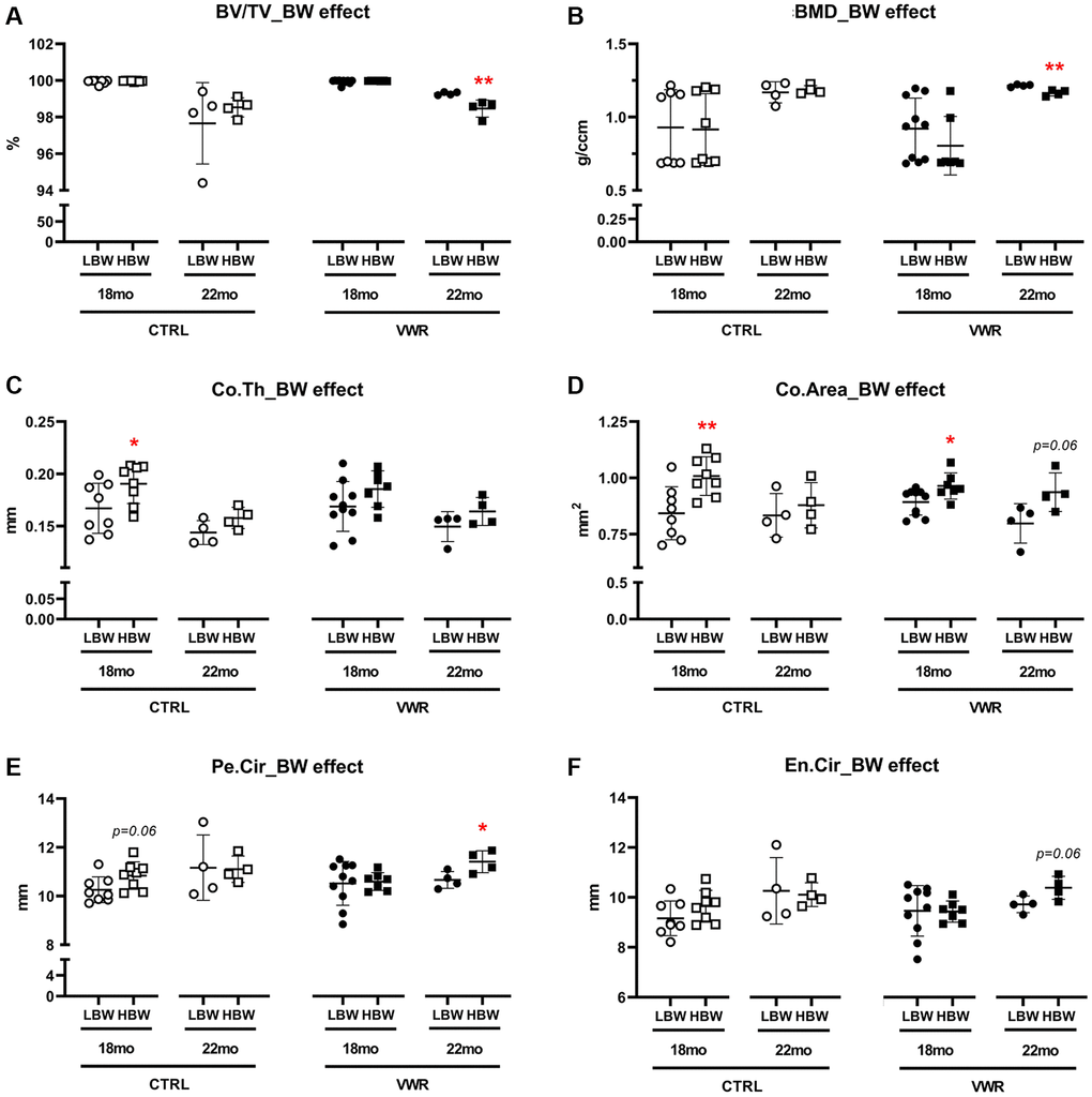 Body weight effects on femoral cortical parameters. The effect of body weight (BW) on femoral cortical parameters in two different age groups, 18 mo and 22 mo mice. BW effect was observed in Co.Th and Co.Area in 18 mo CTRL/HBW mice and BV/TV, BMD, Pe.Cir in 22 mo VWR/HBW mice. (A) bone volume fraction (BV/TV), (B) bone mineral density (BMD), (C) cortical thickness (Co.Th), (D) cortical area (Co.Area), (E) periosteal circumference (Pe.Cir), and (F) endosteal circumference (En.Cir), were measured by microCT. *: p **: p n = 8 CTRL, n = 10 VWR; 22 mo: n = 4 CTRL, n = 4 VWR); HBW: High body weight group (18 mo: n = 8 CTRL, n = 7 VWR; 22 mo: n = 4 CTRL, n = 4 VWR).