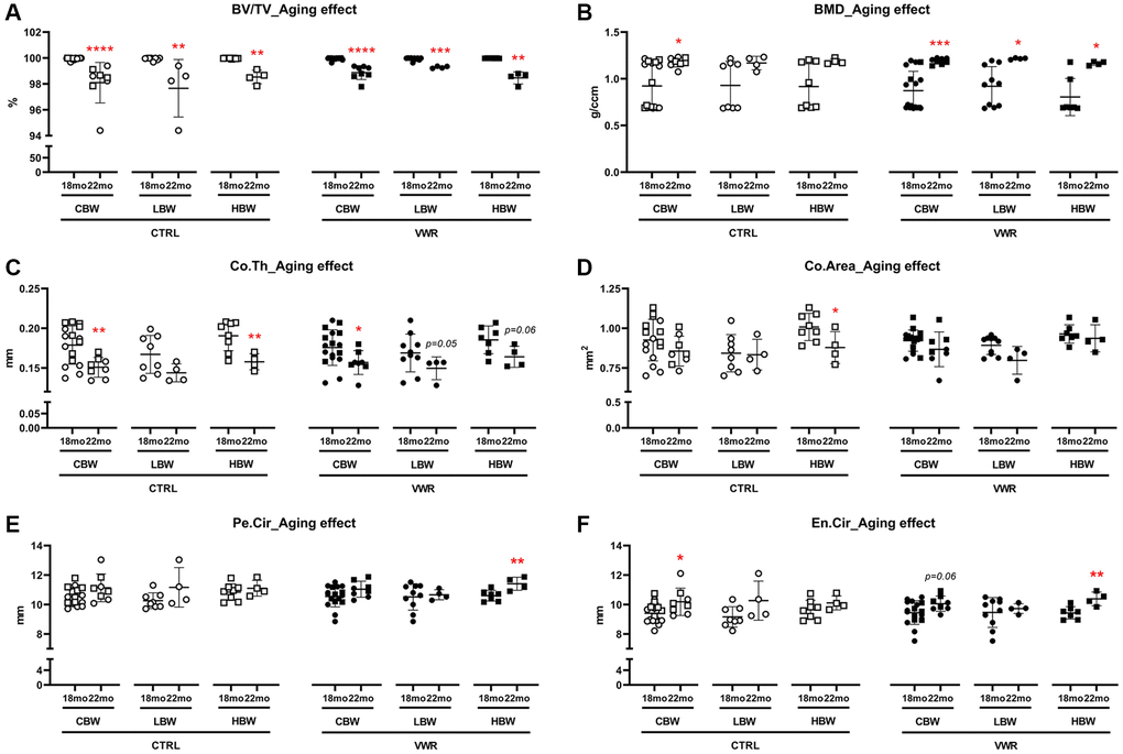 Aging effects on femoral cortical parameters. Aging effects were observed in BV/TV in LBW and HBW subgroups of 22 mo CTRL mice, Co.Th and Co.Area in 22 mo CTRL/HBW, BV/TV and BMD in LBW and HBW of 22 mo VWR mice, Pe.Cir and En.Cir in 22 mo VWR/HBW mice. Femoral cortical bone parameters, (A) bone volume fraction BV/TV, (B) bone mineral density BMD, (C) cortical thickness Co.Th, (D) cortical area Co.Area, (E) periosteal circumference Pe.Cir., and (F) endosteal circumference En.Cir, were measured by microCT. *: p **: p ***: p n = 16 CTRL, n = 17 VWR; 22 mo: n = 8 CTRL, n = 8 VWR); LBW: Low body weight group (18 mo: n = 8 CTRL, n = 10 VWR; 22 mo: n = 4 CTRL, n = 4 VWR); HBW: High body weight group (18 mo: n = 8 CTRL, n = 7 VWR; 22 mo: n = 4 CTRL, n = 4 VWR).