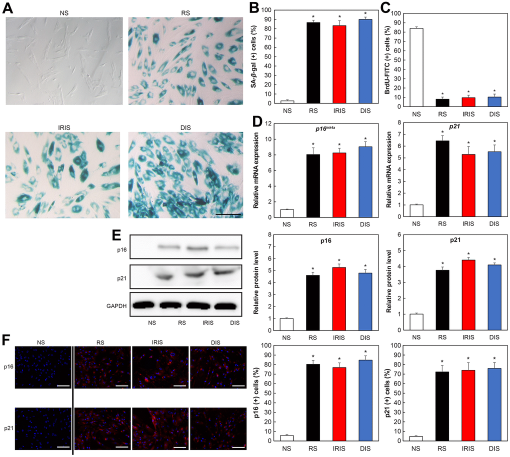 Increased aging-related markers in aged HDFs. (A) SA-β-Gal-stained image. Bar = 50 μm. (B) Percentage of SA-β-Gal-positive cells. (C) Percentage of BrdU-FITC-positive cells determined using flow cytometry. (D) Comparison of relative gene expression of p16 and p21. *p E) Comparison of protein expression of p16 and p21. (F) Immunostaining of p16 and p21. Bar = 50 μm. All results are expressed as mean ± SEM. All experiments were independently repeated in triplicate. NS: non-senescence.