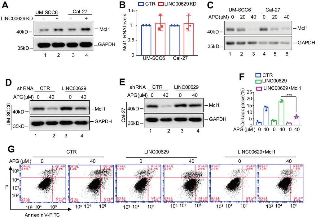 LINC00629 facilitated apigenin-induced Mcl1 decrease. (A, B) UM-SCC6 and Cal-27 cells with or without LINC00629 knockdown were harvested. The protein and mRNA level of Mcl1 were analyzed by Western blotting and qRT–PCR. (C) UM-SCC6 and Cal-27 cells were treated with apigenin at 0 μM or 20 μM for 36 h. The protein level of Mcl1 was determined by Western blotting. (D, E) UM-SCC6 and Cal-27 cells with or without LINC00629 knockdown were treated with or without 40 μM apigenin for 36 h. The protein level of Mcl1 was analyzed by Western blotting. (F, G) Mcl1 was transfected into UM-SCC6 cells with or without LINC00629 overexpression, and the cells were then treated with apigenin as indicated. Apoptosis was analyzed by flow cytometry. In (F) the results represent three independent experiments; ***p