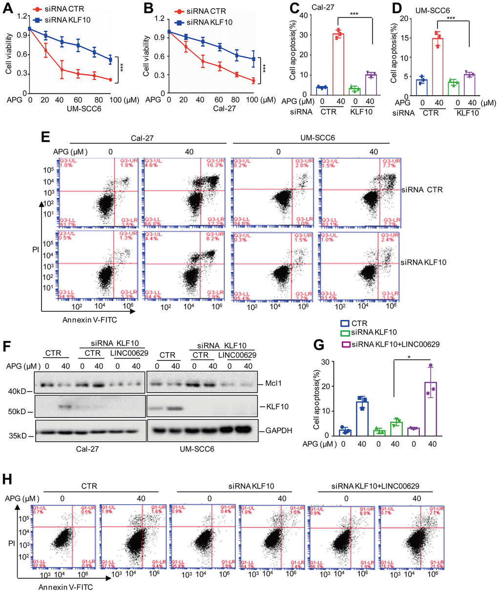 The KLF10-LINC00629-Mcl1 axis plays an important role in the anticancer activity of apigenin. (A, B) UM-SCC6 and Cal-27 cells with or without KLF10 knockdown were treated with apigenin as indicated. Cell viability was measured by an MTT assay. (C–E) Apoptosis was analyzed by flow cytometry. (F) LINC00629 was overexpressed in Cal-27 and UM-SCC6 cells with or without KLF10 knockdown, and the cells were treated with 40 μM apigenin for 36 h. The expression levels of Mcl1 and KLF10 were determined by Western blotting. (G, H) Apoptosis was analyzed by flow cytometry. In (A–D, G) the results represent three independent experiments; *p
