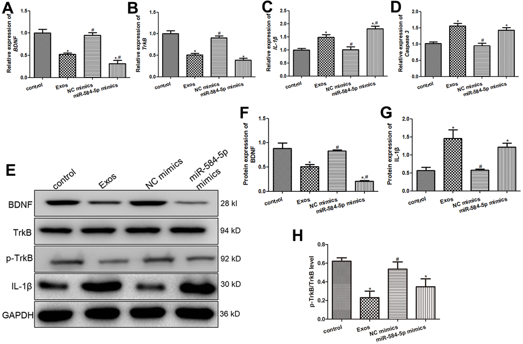 Effects of exosomal miR-584-5p on the expression of related genes and proteins in HMC3 cells. The mRNA expression of BDNF (A), TrkB (B), IL-1β (C) and Caspase 3 (D) in the HMC3 cells after transfected with exosomes and miR-584-5p mimics using RT-qPCR. (E) The protein bands visualized by western blot. The protein expression levels of BDNF (F), IL-1β (G) and p-TrkB (H). *: P #: P 