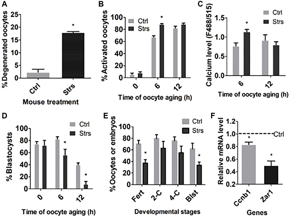 Effects of FRSOD on degeneration, STAS, cytoplasmic calcium level and developmental potential of postovulatory aging oocytes. Restraint-stressed (Strs) and unstressed control (Ctrl) mice were killed at 13, 19 and 25 h after hCG injection to recover oocytes aging for 0, 6 and 12 h, respectively. (A) Shows percentages of degenerated 12 h-aged oocytes. Each treatment was repeated 3 times with each replicate including 60–70 oocytes. (B) Shows percentages of ethanol-activated oocytes after aging for different times. Each treatment was repeated 5 to 7 times with each replicate including 25–30 oocytes. (C) Shows cytoplasmic calcium levels (Ex488/Em515) in oocytes aging for different times. Each treatment was repeated 3 times with each replicate containing 30 oocytes from 2 mice. (D) Shows percentages of blastocysts following Sr2+-activation of oocytes aging for different times. Each treatment was repeated 5 to 8 times with each replicate including 25–30 oocytes. (E) Shows rates of fertilization and 2-cell, 4-cell and blastocyst embryos following insemination of 12 h-aged oocytes. Each treatment was repeated 3 times with each replicate including 40–50 oocytes and semen from one male mice. (F) Shows gene expression measured by RT-qPCR in 12 h-aged oocytes. Each treatment was repeated 3 times with each replicate including 30–60 oocytes from 2 mice. Values of control oocytes were set to one (dotted line), and the values in stressed oocytes were expressed relative to it. *Indicate significant difference (P 