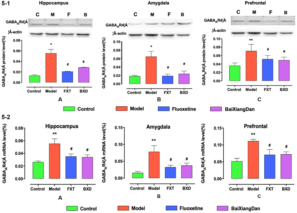 GABAA4 expression levels in the hippocampus, amygdala, and frontal lobe. (5-1) GABAA4 protein expression level in hippocampus, amygdala, and frontal lobe. (5-2) GABAA4 mRNA expression level in hippocampus, amygdala, and frontal lobe. *p **p #p 