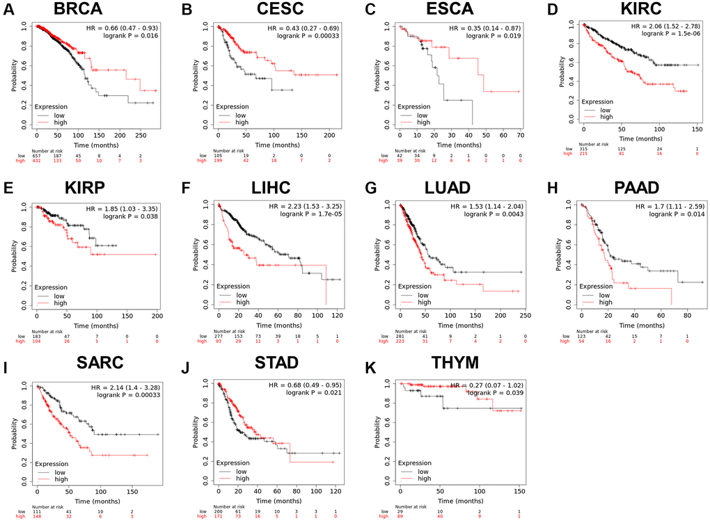 (A–K) Relationship between RCC2 expression and overall survival analysis data in TCGA pan-cancer. Only tumor types with log-rank p 