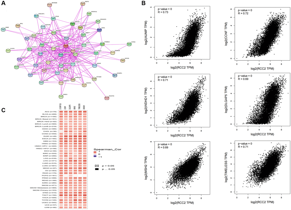 Co-expression network of RCC2 gene. (A) RCC2 binding proteins from the STRING website. (B) The “Expression analysis” module of GEPIA2 was used to obtain the 100 most closely related genes to RCC2 expression, and the 6 most significantly related genes were AUNIP, CCNF, TIMELESS, WDHD1, MSH2, and DLGAP5. (C) Heat map of the correlation between RCC2 and AUNIP, CCNF, TIMELESS, WDHD1, MSH2, and DLGAP5 in most cancer types.