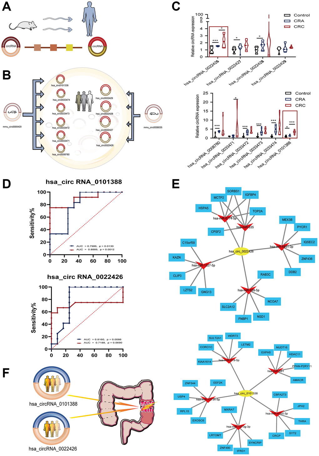 Candidate circRNAs in human. (A) Homology analysis schematic of human and mouse circRNAs; (B) six circRNAs corresponding to mmu