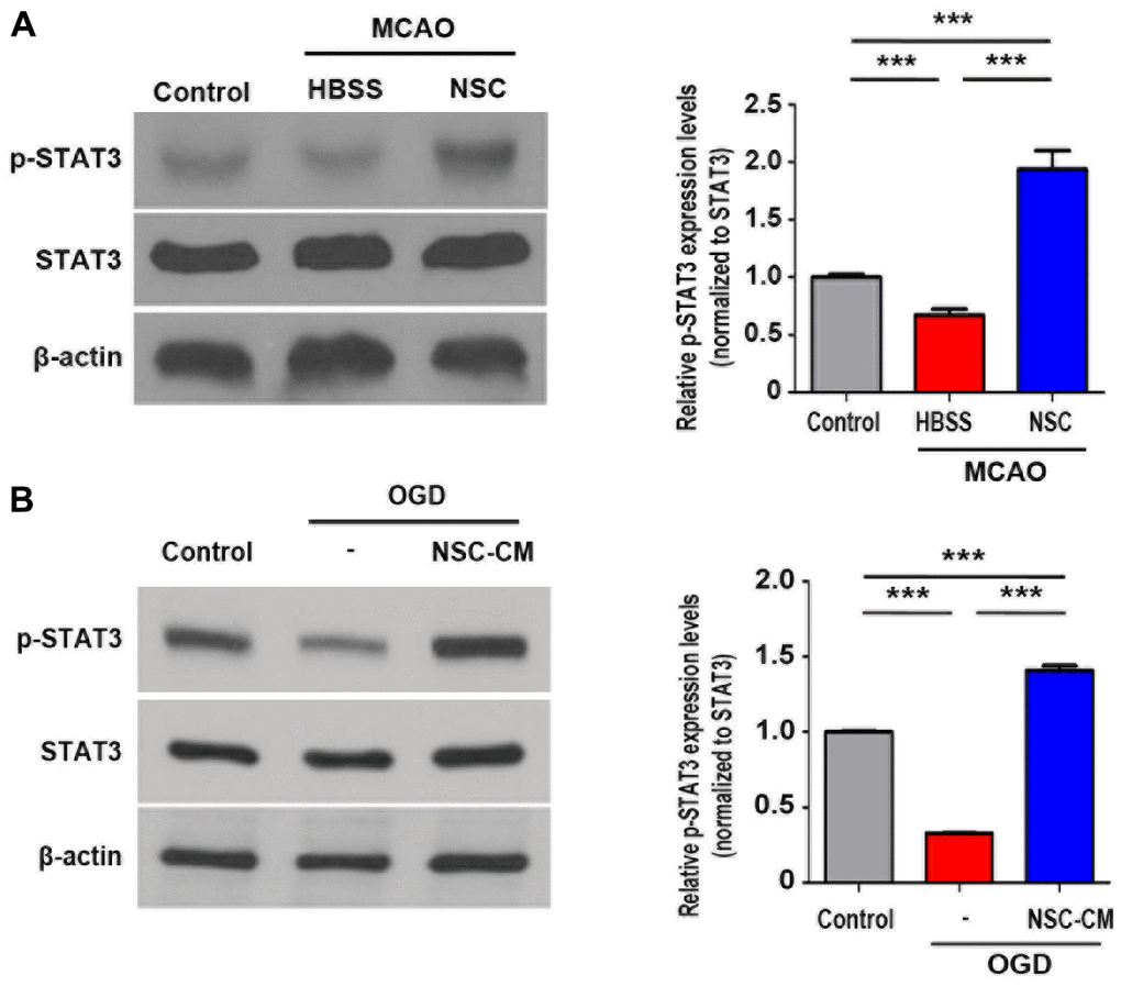 STAT3 signaling pathway activated by ahNSCs in vivo and in vitro. (A) Expression of p-STAT3 in the infarct lesion of MCAO animal models (n = 3 per group) was determined by western blotting analysis at 28 d after ahNSCs transplantation. Left. Representative images of western blot analysis are shown. β-actin (43 kDa) = loading control. Right. Expression of p-STAT3 (79/86 kDa) was normalized by STAT3 and then compared. Mean ± SD. ** P P B) Primary cortical neurons (n = 3 per group) were cultured in OGD condition for 1 h and then incubated in IM or NSC-CM for 24 h. Expression of p-STAT3 of primary cortical neurons was determined by western blotting analysis. Left. Representative images of western blot analysis are shown. β-actin (43 kDa) = loading control. Right. Expression of p-STAT3 (79/86 kDa) was normalized by STAT3 and then compared. Mean ± SD. *** P 