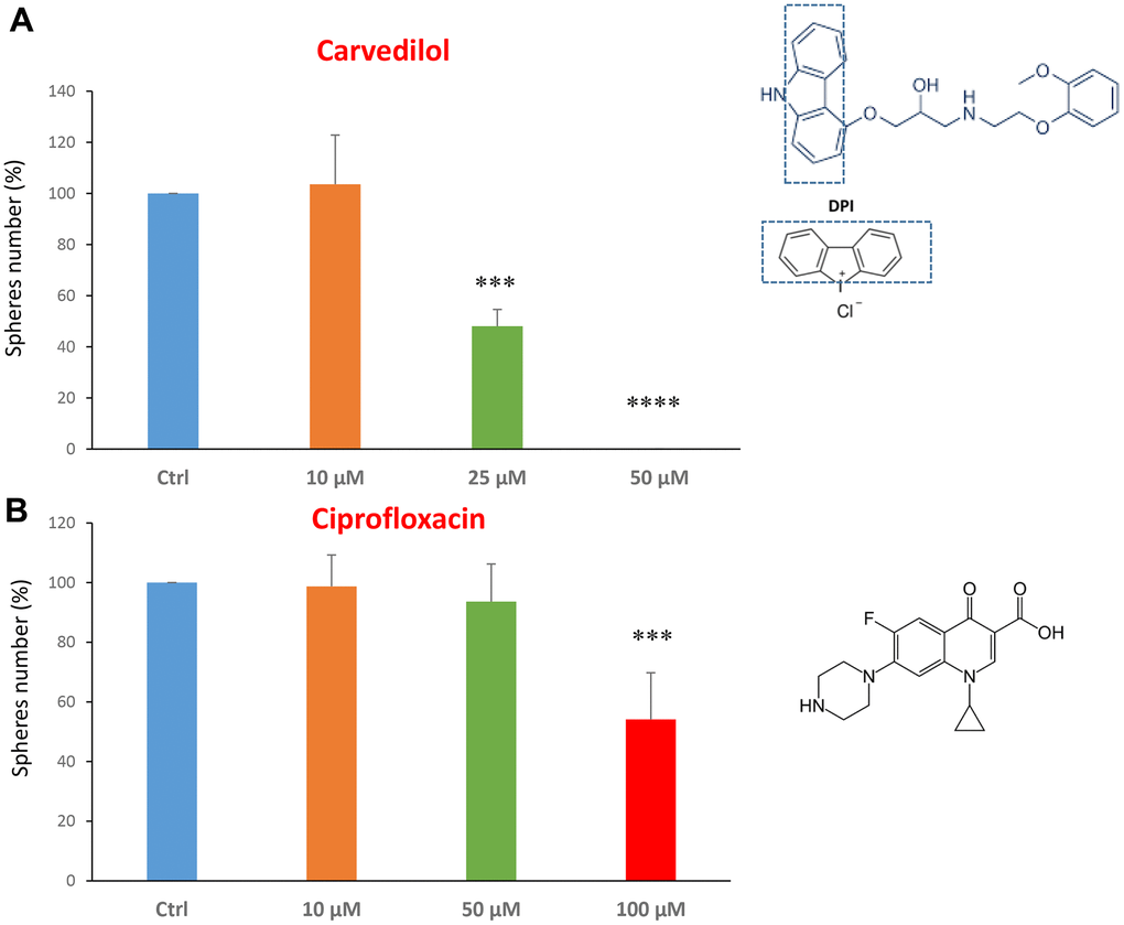 FDA-approved drugs decrease mammosphere formation. The effects of two FDA-approved drugs, carvedilol and ciprofloxacin, are shown. (A) Note that carvedilol is effective in inhibiting CSC propagation, at a concentration of 25 μM, its IC50, and 50 μM completely inhibits mammosphere formation. (B) Ciprofloxacin significantly decreases mammosphere number, at the concentrations of 100 μM, its IC50. Bar graphs are shown as the mean ± SEM; t-test, two-tailed test. ***p 