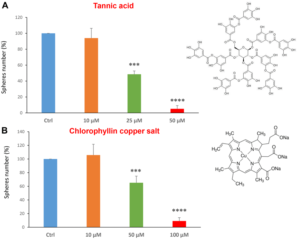 Natural products, tannic acid and chlorophyllin, were able to decrease mammosphere formation. We tested the effects of more natural compounds, such as tannic acid and chlorophyllin copper salt. (A) Tannic acid is a type of polyphenol. Interestingly, it is effective in inhibiting CSC propagation, at concentrations >10 μM; its IC50 is 25 μM. (B) Chlorophyllin is a derivative of chlorophyll which significantly decreases the mammosphere number starting at a concentration of 50 μM and reduces propagation by > 90% at a concentration of 100 μM. Bar graphs are shown as the mean ± SEM; t-test, two-tailed test. ***p 