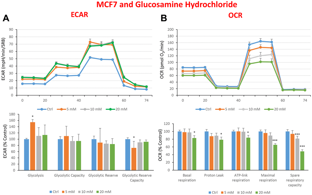 Treatment with glucosamine hydrochloride reduces mitochondrial oxygen consumption rates in MCF7 cells. Cells were seeded and treated with glucosamine, as described above. Briefly, cells were seeded at a density of fifteen thousand in a 96-well format. (A) Extracellular consumption rate (ECAR) was assessed by Seahorse metabolic flux analysis. A representative trace is shown in the top panel. Importantly, glucosamine treatment only had minor effects on glycolysis. (B) Oxygen consumption rate (OCR) was measured by Seahorse metabolic flux analysis. A representative trace, in the top panel, shows decreased OCR in samples treated with glucosamine (20 mM), versus the vehicle alone control cells. The bar graph (lower panel) shows that glucosamine treatment significantly decreases the basal respiration, ATP production, maximal and spare respiration, as compared to the control cells. In panels A and B, experiments were performed three times independently, with six repeats for each replicate. Bar graphs are shown as the mean ± SEM, t-test, two-tailed test. *p 