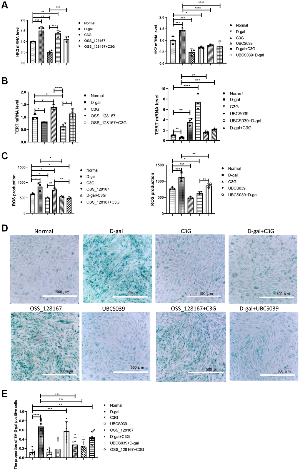 D-gal and OSS-128167 increased ROS production and HK2 and β-gal expression and decreased TERT expression in H9c2 cells, whereas C3G and UBCS039 increased TERT expression and decreased ROS levels and HK2 and β-gal expression. HK2 (A) and TERT mRNA levels in H9c2 cells (B) were detected using real-time PCR, ROS levels (C) were detected with a ROS assay, and β-gal expression (D) was observed using cytochemistry followed by semiquantitative analysis (E). Magnification, 10×. *P **P ***P ****P 