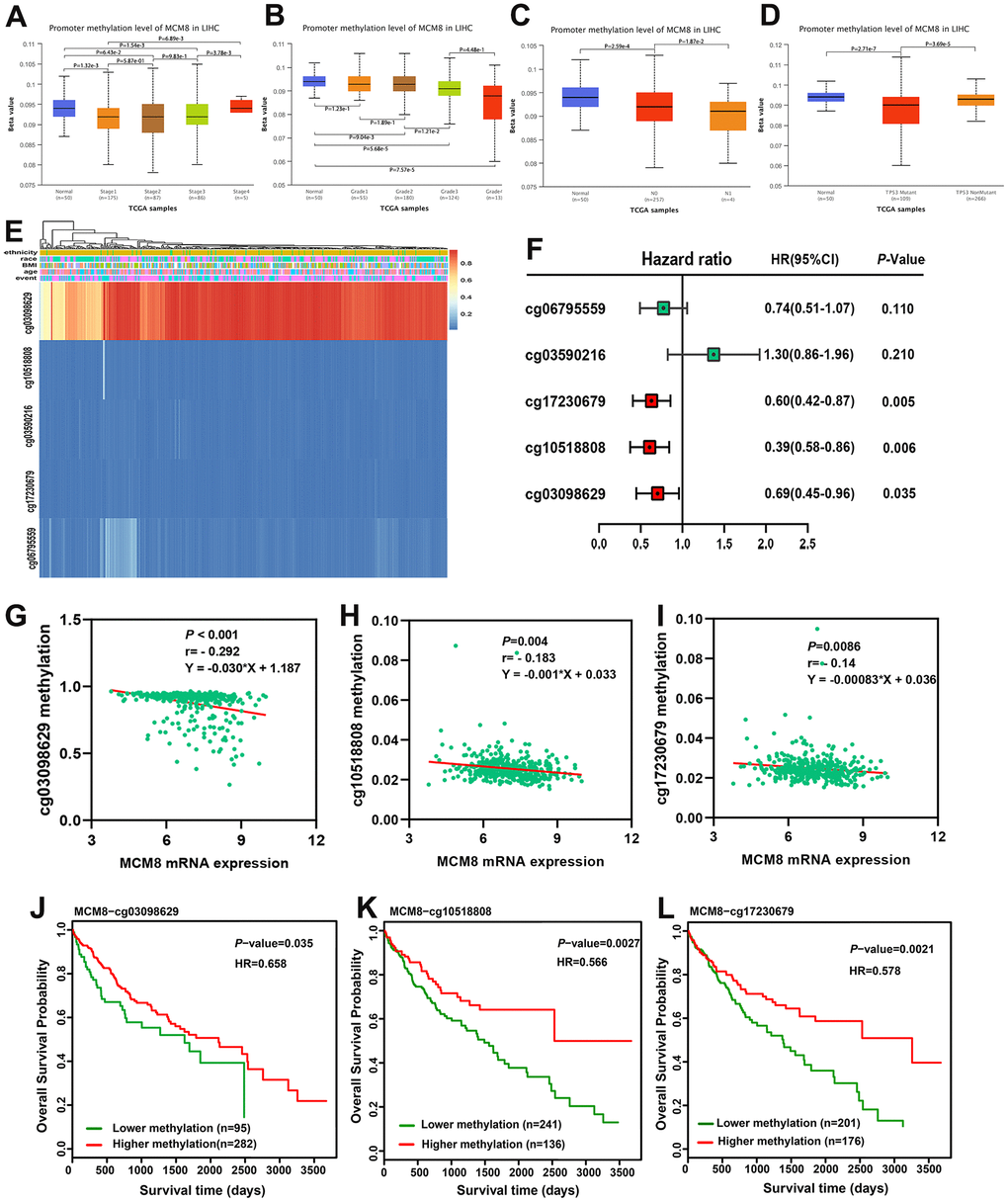 Hypomethylation status correlated with upregulation of MCM8 expression and poor survival in HCC patients. (A, B) DNA methylation level of MCM8 gradually decreased with the progression of tumor stages (A) and histologic grades (B). (C) The MCM8 methylation level is lower in metastatic lymph nodes than without metastasis. (D) The MCM8 methylation level is lower in HCC with TP53 mutation. (E) The heat map shows CCT7-related methylated CpG sites in HCC. (F) Methylation level of three CpG sites were associated with overall survival times of HCC patients. (G–I) MCM8 mRNA expression negatively correlated with methylation levels of cg03098629 (G), cg10518808 (H) and cg17230679 (I). (J–L) Hypermethylation of cg03098629 (J), cg10518808 (K) and cg17230679 (L) was associated with better overall survival times.
