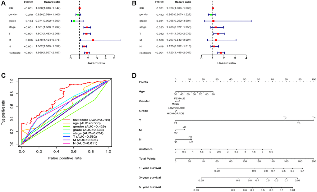 7 miRNA-signature based risk score predicts OS in patients with BC. (A) Univariable and (B) multivariable analyses for the risk score and clinic-pathological features. (C) ROC curves of the 7 miRNA-signature based risk score and clinicopathological characteristics. (D) A nomogram integrates clinicopathological parameters and the risk score.