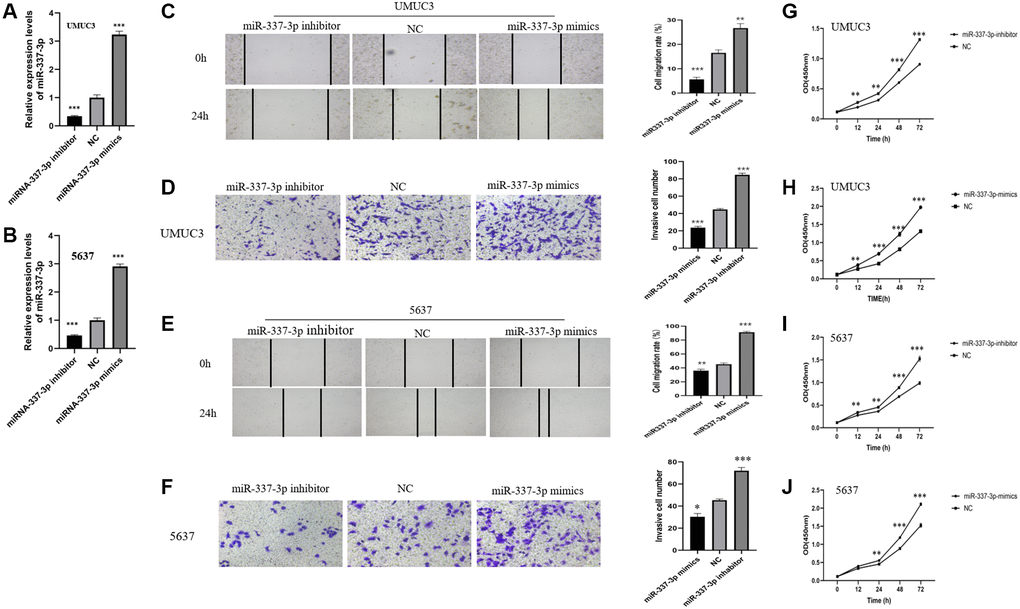 MiR-337-3p induces proliferation, migration, and invasion in BC cells. MiR-337-3p expressions in (A) UMUC3 and (B) 5637 cells were increased by the miR-337-3p mimics transfection and decreased by miR-337-3p inhibitor transfection, compared with the NC group. Wound healing assays (magnification, ×100) and transwell invasion assays (magnification, ×200) revealed that after transfection of miR-337-3p inhibitor, the cell migration rates and invasive cell number of UMUC3 cells (C, D) and 5637 cells (E, F) were restrained, while miR-337-3p mimics transfection promoted migration and invasion of UMUC3 (C, D) and 5637 (E, F) cells. CCK8 assays indicated that overexpression of miR-337-3p promoted proliferation activities of UMUC3 (G, H) and 5637 (I, J) cells, while miR-337-3p inhibitor groups acted the opposite. *p **p ***p 
