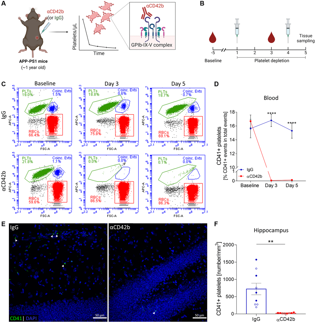 Immune-mediated platelet depletion in APP-PS1 mice. (A) APP-PS1 mice were intraperitoneally injected with an anti-CD42b antibody (αCD42b) to induce thrombocytopenia. The injection of non-immune rat immunoglobulins (IgG) was used as a control. (B) Experimental setup. (C) Platelet depletion efficacy was monitored by whole-blood flow cytometry using an allophycocyanin (APC)-labelled anti-mouse CD41 antibody to label platelets (PLTs). Representative flow cytometry plots and gate strategy. (D) Anti-CD42b antibody administration effectively reduced blood platelet counts. (E) Brain tissue immunolabelled for CD41 (green) was used to quantify platelets in the hippocampus. DAPI (blue) was used as nucleus staining. (F) Platelets were significantly reduced in the hippocampus of platelet-depleted mice. Data are shown as mean ± SEM. Statistical analysis was performed by two-way ANOVA with Holm-Šídák’s multiple comparisons test (D: n = 8–9/treatment) and unpaired Student’s t test (F: n = 8–9/treatment; “full forms” represent females and “empty forms” males). ****p **p A, B) Created with Biorender. Abbreviations: PLTs: platelets; RBCs: red blood cells; Coinc. Evts: Coincident platelet and red blood cell events.