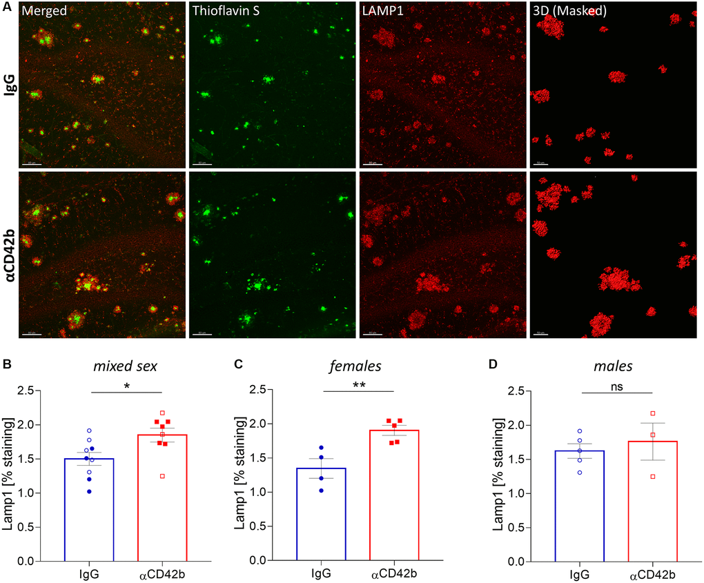 Platelet depletion increases neuritic dystrophy in the hippocampus of APP-PS1 females. (A) Brain tissue stained with thioflavin S (green, amyloid plaques) and LAMP1 (red, dystrophic neurites) was used for 3D modelling to quantify the volume of LAMP1+ clusters surrounding thioflavin S+ amyloid plaques. (B–D) Platelet depletion significantly increased plaque-associated dystrophic neurites in females but not in males. Data are shown as mean ± SEM. Statistical analysis was performed by unpaired Student’s t test (n = 8–9/ treatment; “full forms” represent females and “empty forms” males). **p *p 