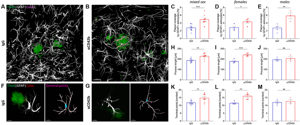 Platelet depletion increases astrocytic coverage of fibrillary amyloid plaques. (A, B) Brain tissue stained for amyloid plaques (green, thioflavin S) and astrocytes (white, GFAP) was used to analyze astrocyte-plaque interactions in the hippocampus. (C) Platelet-depleted mice showed increased overlap between astrocytic processes and amyloid plaques. (D, E) This effect was observed independent of sex. (F, G) Morphological analysis of plaque-associated astrocytes revealed increased (H–J) process length and (K–M) branching in platelet-depleted females but not in males. Data are shown as mean ± SEM. Statistical analysis was performed by unpaired Student’s t test (n = 8–9/group; “full forms” represent females and “empty forms” males). ***p **p *p 