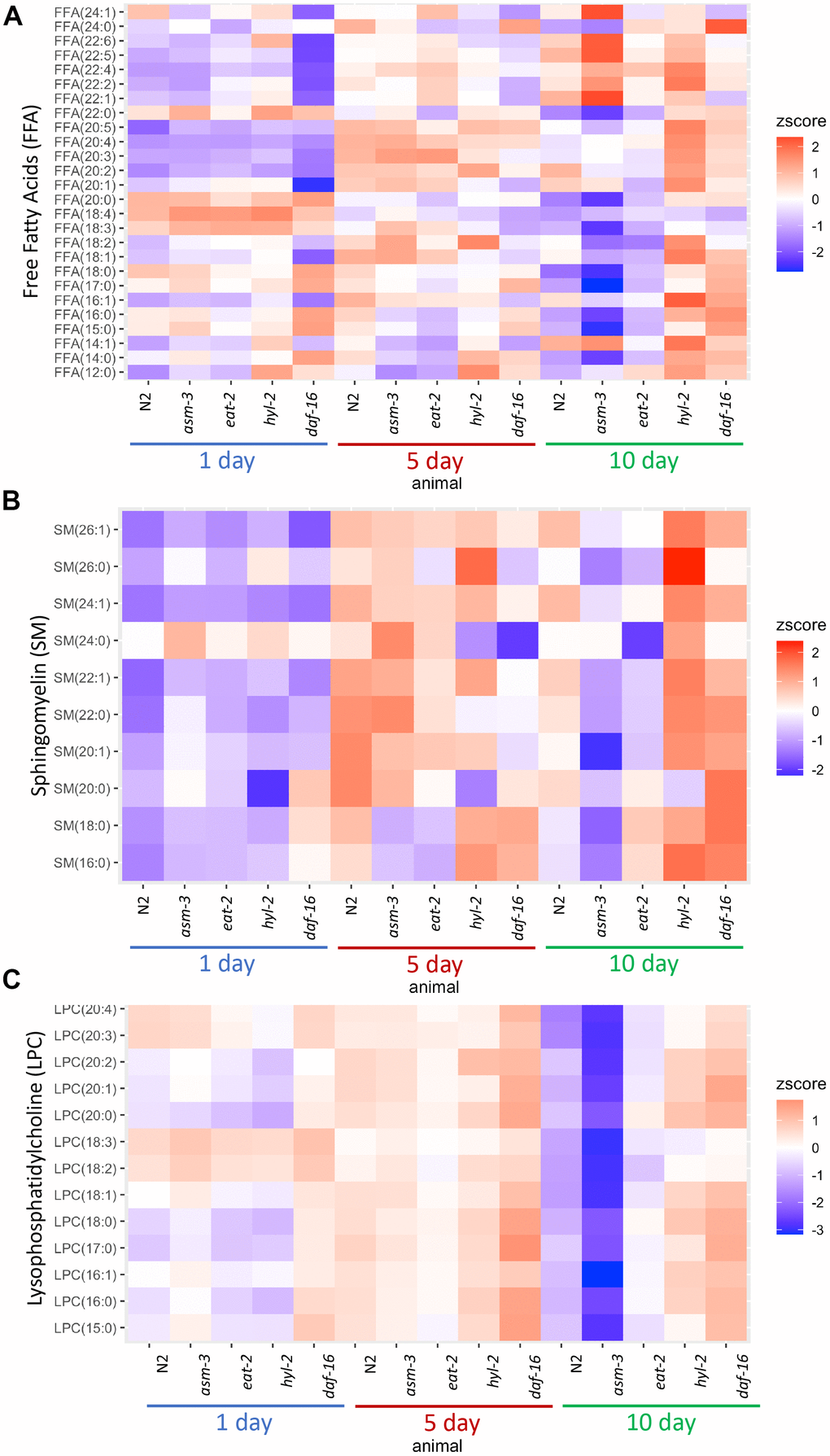 Lipid profiles vary by age and genotype. Heatmaps showing average z-score of log2 concentration for (A) free fatty acids (FFA), (B) sphingomyelins, and (C) lysophosphatidylcholines (LPCs). For sphingomyelins, the lipid ID does not include the 18:1 fatty acid chain, and LIPIDMAPS nomenclature is reported in Supplementary Table 11. Wildtype, asm-3, eat-2, hyl-2, and daf-16 worms were analyzed at 1-, 5- and 10-days old. For all, the heatmaps show averaged z scores for the six replicates in each group.