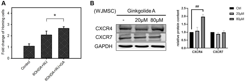 Effect of Ginkgolide A (GA) on WJMSCs homing capacity. (A) Transwell co-culture migration assay performed to examine the homing function. (B) CXCR4 and CXCR7 expression were determined after 20, 80 μM GA treatment in WJMSCs. The data are expressed as cell survival (fold-change) and are presented as the mean ± standard deviation. *P ##P 