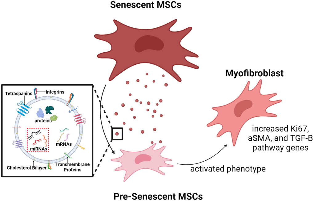 Graphical illustration. Radiation-induced senescent MSCs secrete SA-EXOs that encapsulate unique miRNA profiles, compared to normal MSCs (control). These miRNAs target and modulate genes and proteins that are crucial in various mechanosensitive and TGF-β pathways. SA-EXO exchange between normal MSCs and SA-EXOs activated potent phenotypes—these phenotypes included elevated a-SMA, Ki67, and TGF-β mediated gene expressions. This shows that SA-EXOs can serve as potent SASP mediators that activate invasive characteristics in neighboring cells.