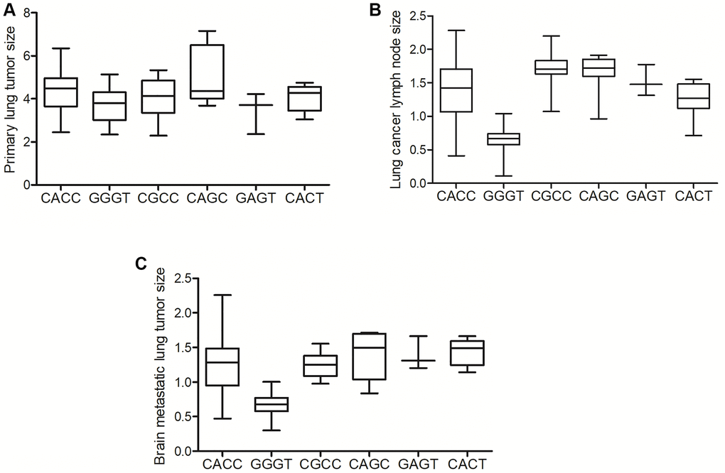 The GGGT genotype of MALAT1 was correlated with the decreased size of lung cancer lymph node and brain metastatic lung tumor. (A) No obvious difference was found in the size of primary lung cancer in patients carrying different genotypes of MALAT1. (B) The size of lymph node was remarkably reduced in patients carrying the GGGT genotype of MALAT1. (C) The size of brain metastatic lung tumor was remarkably reduced in patients carrying the GGGT genotype of MALAT1.