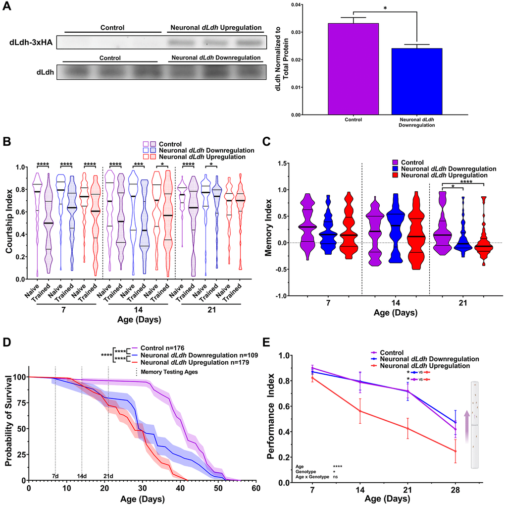 Male flies with either elevated or downregulated neuronal dLdh expression exhibit decreased long-term courtship memory and survival with age. (A) Western blot analysis of head extracts from neuronal transgenic male flies aged 21 days at 29°C showing elevated ectopic HA tagged dLdh expression (upper panel) and decreased endogenous dLdh levels (lower panel) in flies using a Elavts-Gal4 driver to drive UAS-dLDH (with 3xHA tag) and UAS-dLdh-RNAi expression respectively (n = 3), expression was normalized to total protein content (based on Ponceau-S staining). Each sample consisted of protein extracts from 20 heads. Comparison of endogenous dLdh level were made using an unpaired t test, *p B) Courtship indexes for neuronal transgenic male flies aged 7, 14, or 21 days at 29°C post-eclosion showed a decrease in courtship conditioning rejection trained vs. naïve for all genotypes at all ages, except for 21 day upregulation. N = 59–125. Naïve and trained flies were compared within each genotype at each age using one-sided Mann-Whitney U tests, ****p ***p *p C) Long-term courtship memory indexes for neuronal transgenic trained flies represented in B. Memory in neuronal transgenic flies only differed from control at 21 days of age (H = 21.33, p dLdh upregulation and downregulation showing reduced memory at 21 day of age compared to control. Genotypes at each age were compared using Kruskal-Wallis tests with Dunn’s multiple comparisons to control, ****p *p D) In male flies, both neuronal upregulation and downregulation of dLdh resulted in reduced survival compared to control. Shaded area represents the 95% confidence interval. Curve comparisons were made using a Log-rank (Mantel-Cox) test, ****p E) Upregulation of neuronal dLdh in male flies decreased climbing ability during negative geotaxis compared to control and dLdh downregulation (genotype effect F(2, 33) = 4.355, p = 0.0210). Comparisons across age and genotype were made using a mixed-effects model with Geisser-Greenhouse correction and Šídák’s multiple comparisons within each age group, *p ****p 