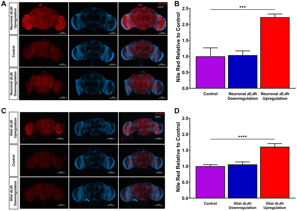 Increased glial or neuronal dLdh expression promotes accumulation of neutral lipids in 21 day aged male transgenic fly whole brains. (A) Representative confocal fluorescence microscopy images of neuronal dLdh transgenic male fly brains removed at 21 days of age at 29°C and stained for DNA (Blue = DAPI) and neutral lipids (Red = Nile Red). (B) Quantification of nile red staining mean fluorescence intensity revealed that male flies with neuronal dLdh upregulation have over twice the lipid accumulation as control flies. N = 4–5 (F(2, 10) = 17.69, p = 0.0005). (C) Representative confocal fluorescence microscopy images of glial dLdh transgenic male fly brains dissected out at 21 days of age and stained for DNA (Blue = DAPI) and neutral lipids (Red = Nile Red). (D) Quantification of nile red staining mean fluorescence intensity revealed that male flies with glial dLdh upregulation have over 1.5 times lipid accumulation as control flies. N = 7–8. (F(2, 19) = 19.74, p dLdh transgenic flies separately were made using one-way ANOVA with Dunnett’s multiple comparisons with control. ***p ****p 