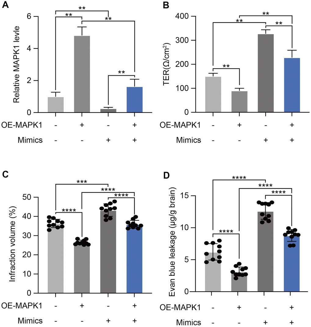 miR-370-3p aggravated I/R-Induced BBB disruption by targeting MAPK1. (A) qPCR demonstrating that miR-370-3p regulates MAPK1 expression. (B) Transendothelial electrical resistance assessments was implemented to analyze BBB disruption. (C, D) Cellular proliferation following miR-370-3p mimic transfection and/or MAPK1 overexpression was assessed via infarct volume and BBB permeability in brain tissues of cerebral I/R rats. ** p