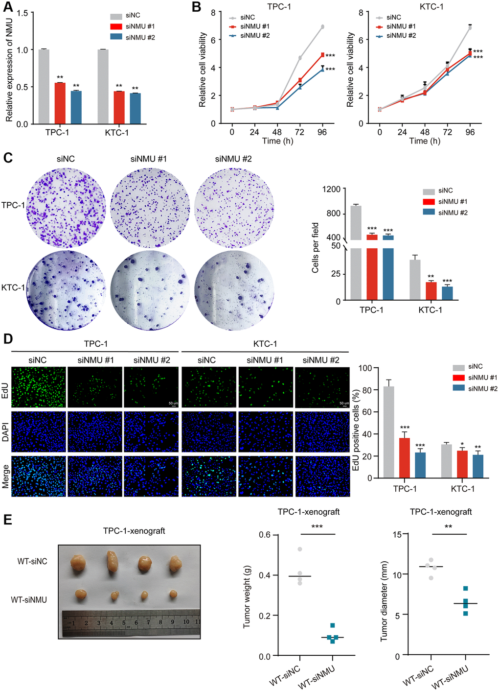 NMU promotes PTC cell viability, colony formation, cell proliferation abilities and tumor growth. (A) Suppression of NMU by NMU-siRNAs (siNMU#1 and siNMU#2) determined by RT-qPCR. (B) NMU-siRNAs significantly reduced cell viability of TPC-1 and KTC-1 cells compared to control group. (C) NMU-siRNAs significantly reduced colony formation number in TPC-1 and KTC-1 cells. (D) The inhibitory effect of NMU-siRNAs on cell proliferation was confirmed with the EdU assay (*p **p ***p E) Subcutaneous xenograft tumors formed by TPC-1 cells in nude mice. siRNA transfection was adopted to reduce NMU levels in tumors. Tumor weights and tumor diameter were measured for each group (n = 4 per group). NMU-siRNAs significantly inhibited the growth of tumors in nude mice. (**p ***p 