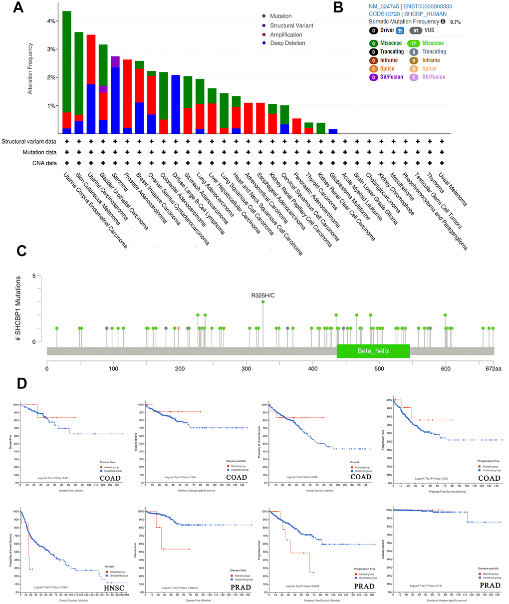 Analysis of SHCBP1 alteration in pan-cancer. (A) The histogram showed alteration frequency of SHCBP1 mutation types in cBioPortal database. (B) Summary of structural variation, mutations and copy number alterations of SHCBP1. (C) The mutation site with the highest alteration frequency (R325H/C) in SHCBP1. (D) The correlation between alteration status and prognosis in COAD, HNSC and PRAD patients.