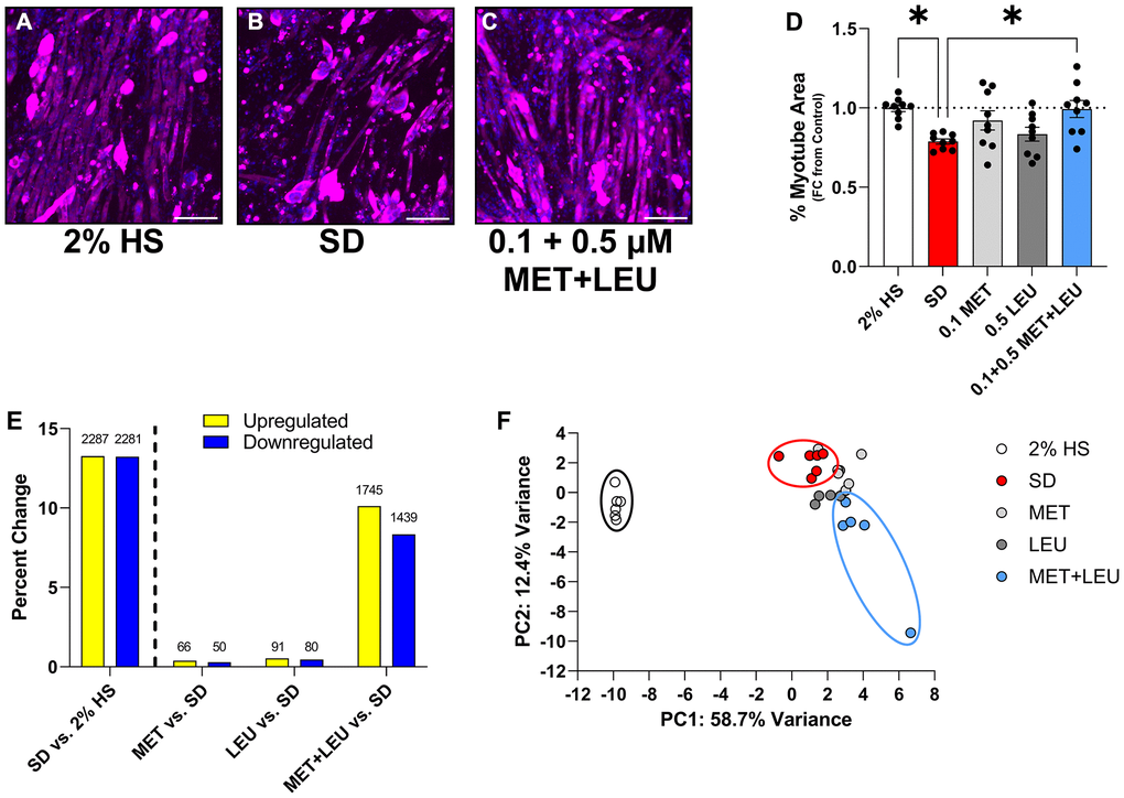 Low concentration MET+LEU uniquely prevents myotube atrophy and alters transcriptional profile during SD. (A–C) Representative images of 2% HS, SD, and 0.1 + 0.5 μM MET+LEU. (D) Myotube area observing the effects of low concentration MET, LEU, and MET+LEU after 4 days of SD as a fold change from 2% HS. (E) The percent change in upregulated and downregulated transcripts in SD vs. 2% HS, MET vs. SD, LEU vs. SD, and MET+LEU vs. SD with the number of transcripts changed above each bar. (F) Principle component analysis based on the top 500 transcripts changed with 2% HS, SD, and low concentration MET, LEU, and MET+LEU. *p N = 9/group for (A–D), N = 6/group for (E and F). Scale bar represents 200 μm.