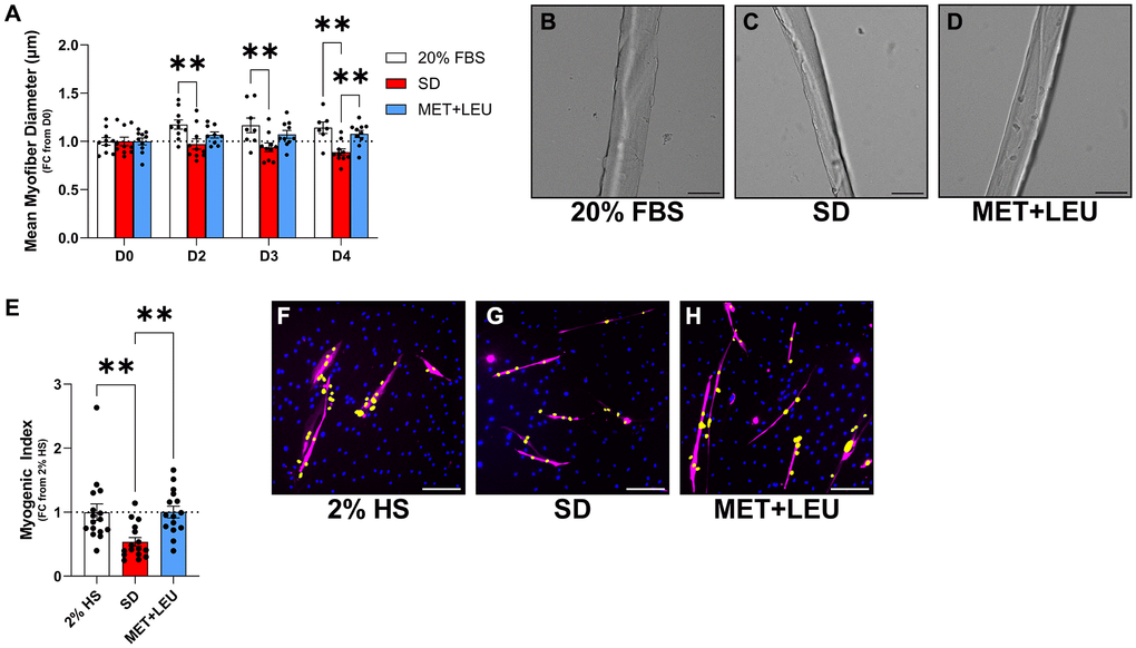 MET+LEU prevented aged myofiber atrophy and improved myonuclei fusion in primary human myotubes from an aged donor. (A) Mean myofiber diameter in single isolated myofibers from aged mice with 0, 2, 3, and 4 days of either 2% HS, SD, or MET+LEU during SD. (B–D) Representative images of isolated myofibers with different treatments. (E) Myogenic index in primary myotubes from an aged donor following 8-days differentiation then 8-days of 2% HS, SD, or MET+LEU during SD represented as fold change from 2% HS. (F–H) Representative images of primary myotubes, yellow label indicates nuclei fused into myotubes. **p N = 7–10/group for (A–D) and N = 15–16/group for (E–H). Scale bar represents 200 μm.