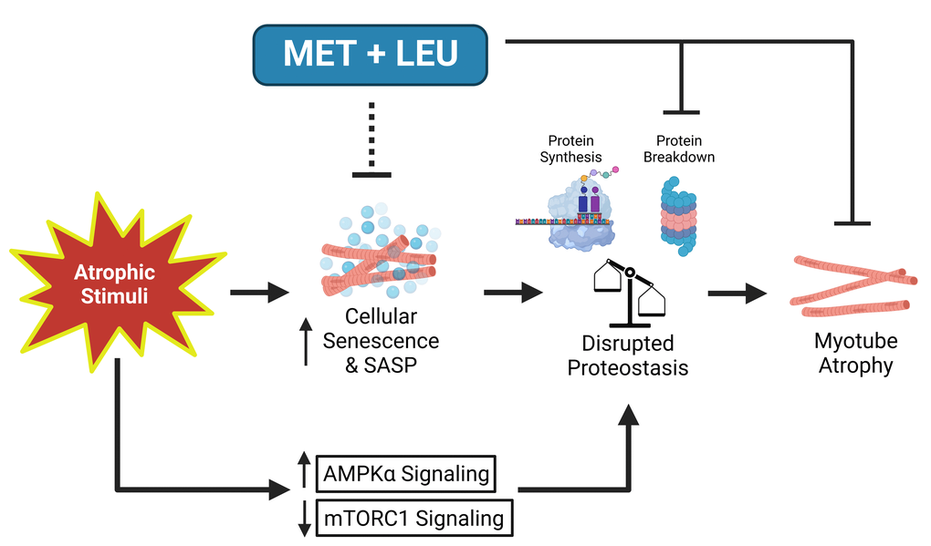 Summary schematic of MET+LEU effects during SD in muscle cells. Following atrophic stimuli (serum deprivation (SD)), acutely (within 4 hours) AMPKα signaling increased while mTORC1 signaling decreased. With chronic (4 days) serum deprivation, cellular senescence and inflammation related to the senescence-associated secretory phenotype (SASP) are increased. These contribute to disrupted proteostasis (decreased protein synthesis and increased protein breakdown) that eventually caused myotube atrophy. MET+LEU appears to inhibit SD-induced cellular senescence and inflammatory-related SASP which may have caused the prevention in proteasome activity observed with MET+LEU, independent of AMPKα and mTORC1 signaling. MET+LEU was also effective in preventing myotube atrophy following other modes of atrophic stimuli (TNF-α- and lipid-induced) while also reducing atrophy ex vivo in aged myofibers and preventing a decline in aged human primary myotube myonuclei fusion.