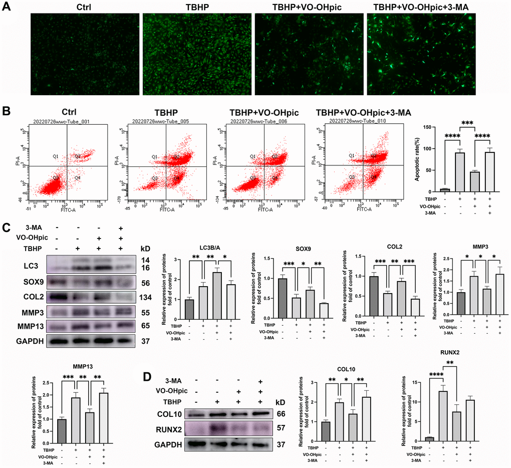 VO-OHpic protects CEP against degeneration and calcification via mitophagy stimulation. CEP chondrocytes were pretreated with 3-MA for 10 hours, then culture medium was changed with VO-OHpic (1 μM) for 18 hours and 100 μM TBHP was added for 6 hours. ROS production was evaluated with DCFH-DA staining, (A) Representative fluorescence microscopy photomicrographs of intracellular ROS in chondrocytes. (B) Flow cytometric analysis of endplate chondrocytes stained with Annexin V-FITC/PI. Percentage apoptosis rates were expressed as means ± SD. (C) Western blot was conducted to examine the protein levels of LC3, SOX9, COL2, MMP3 and MMP13. The band density of SOX9, COL2, MMP3, MMP13 and the ratio of BCL-2/BAX were quantified and normalized to control. (D) Western blot was conducted to examine the protein levels of CO10 and RUNX2. The band density of CO10 and RUNX2 was quantified and normalized to control. Data are presented as mean ± SD from three independent experiments. *P **P ***P ****P 