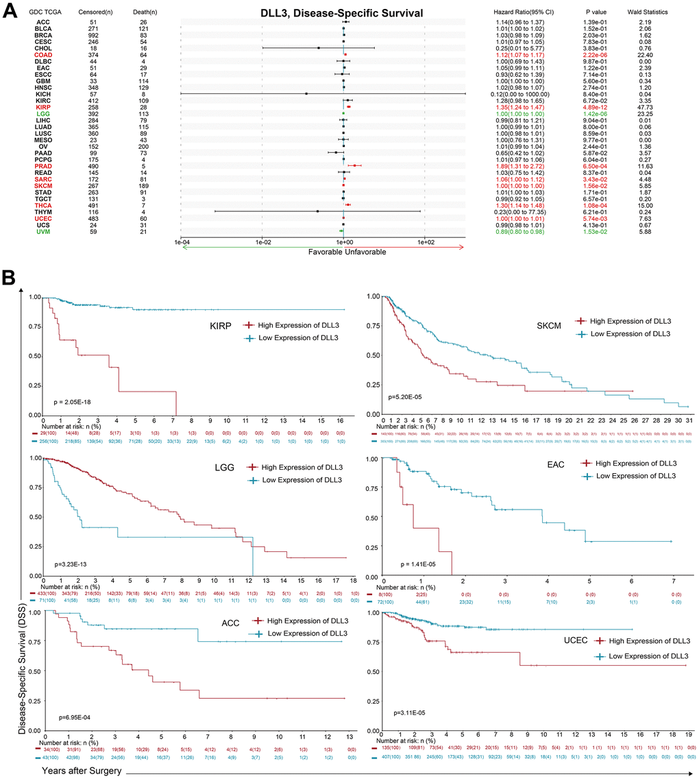 Association between DLL3 expression and overall survival time in days (DSS). (A) Forest plot of DSS associations in 34 types of tumor. (B) Kaplan-Meier analysis of the association between DLL3 expression and DSS.