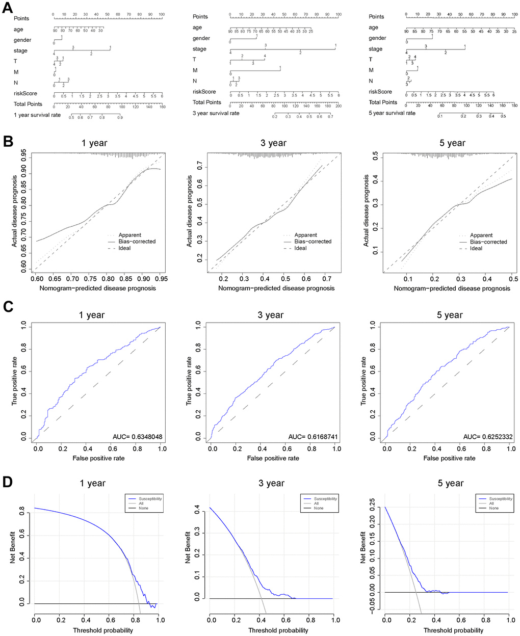 Verification of the predicting capability of prognostic model based on BCCGs. (A) Nomogram model build on CAF-related risk score and clinicopathological features to predict 1-, 3-, and 5-year OS of BC patients. (B) Calibration curves for the nomogram revealed qualify the predictive accuracy and ability. (C) ROC curves of the prognostic model of BC patients for 1-, 3- and 5-year. (D) The DCA of a prognostic model for 1-, 3- and 5-year overall survival, respectively.