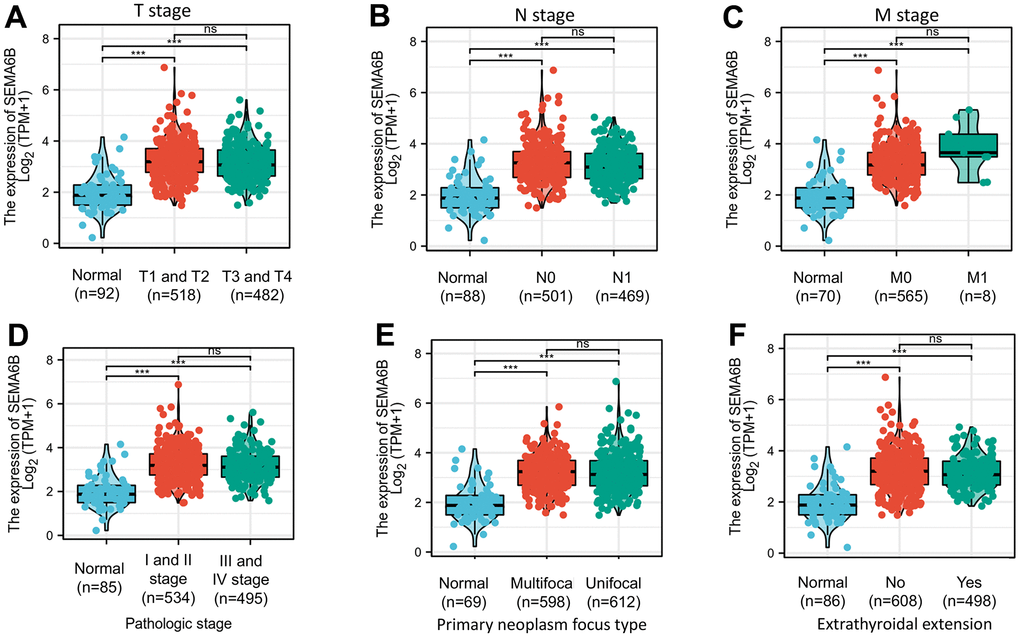 Box plot evaluating SEMA6B mRNA expression differences among THCA patients with different clinical characteristics including disease stages (TNM staging system) (A–C), tumor pathologic stages (D), primary neoplasm focus type (E) and state of extrathyroidal extension (F).