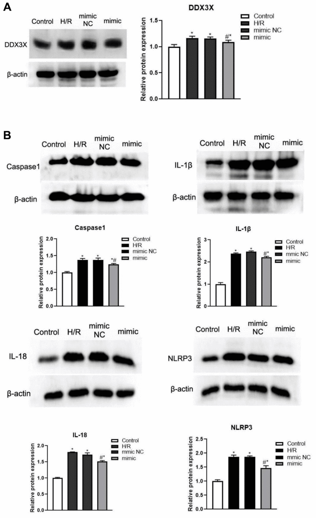Changes of DDX3X and pyroptosis related factors in all HK2 groups. (A) Expression of DDX3X. (B) Expression of NLRP3, caspase-1, IL-1β, and IL-18 (*pp