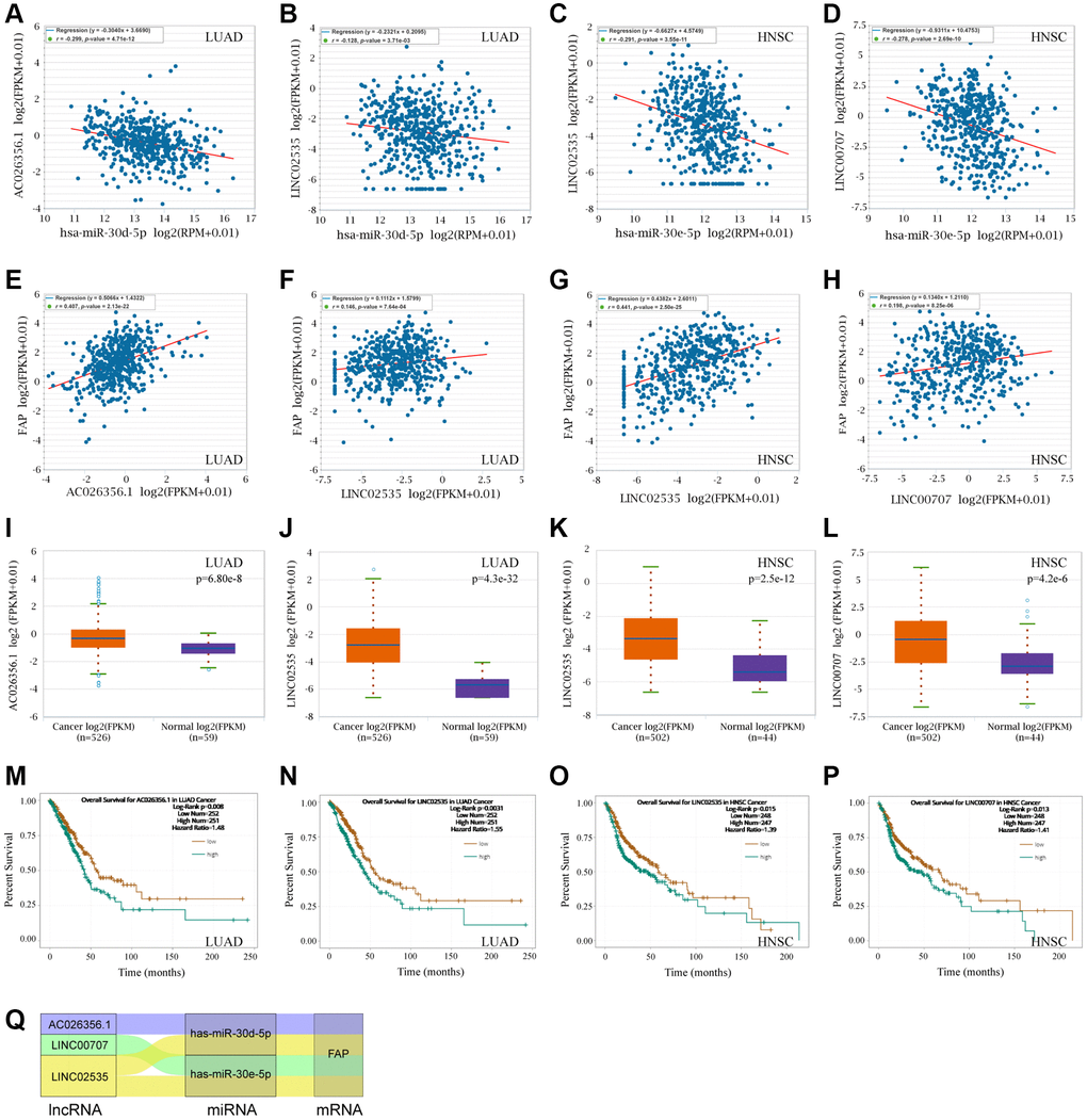 FAP-corelated lncRNAs prediction and ceRNA network construction. (A, B) Correlation analysis between hsa-miR-30d-5p and AC026356.1, LINC02535 in LUAD. (C, D) Correlation analysis between hsa-miR-30e-5p and LINC02535, LINC00707 in HNSC. (E–H) Correlation analysis between FAP and AC026356.1, LINC02535 in LUAD, and LINC02535, LINC00707 in HNSC. (I–L) Differential expression analysis between tumors and the correspond normal tissues of FAP and AC026356.1, LINC02535 in LUAD, and LINC02535, LINC00707 in HNSC. (M–P) The overall survival analysis of AC026356.1 in LUAD, LINC02535 in LUAD, LINC02535 in HNSC, and LINC00707 in HNSC. (Q) The diagram presented the ceRNA network related to FAP regulation.
