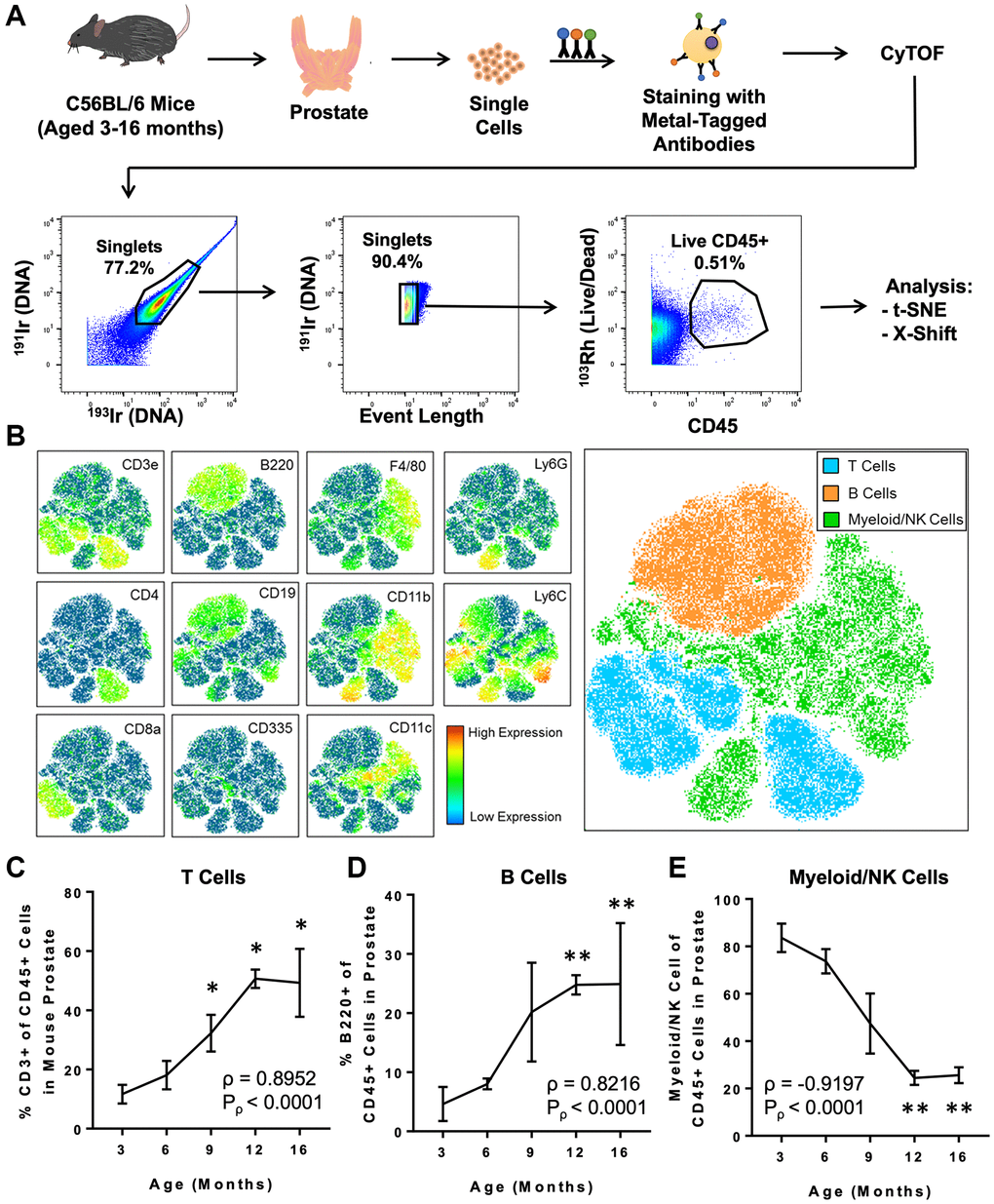 CyTOF immunophenotyping of the aging mouse prostate. (A) Workflow for prostate immunophenotyping using CyTOF. Mouse prostates of different ages were isolated, dissociated to single cells, and stained with a panel of metal-tagged antibodies before data acquisition via mass cytometry. Bivariate plots show gating for single, live CD45+ immune cells before analysis using clustering algorithms (t-SNE and X-Shift). Percentages represent the fraction of events that are within the gate in each bivariate plot. 191Ir/193Ir labels DNA of all cells to distinguish singlets from doublets. 103Rh labels DNA of dead cells. This flowchart was adapted from a previous publication from our group [12]. (B) t-SNE plot generated from the immune cells from mouse prostate, bladder, and kidney. Left: Heat maps showing expression of selected lineage markers by immune cells clustered using t-SNE. See Supplementary Figure 2A for the full set of markers. Right: t-SNE plot separated into 3 broad groups of immune cells (T cells, B cells, and myeloid/NK cells). (C–E) Quantification of changes to the mouse prostate immune cell composition during adult aging for CD3+ T cells (C), B220+ B cells (D), and myeloid/NK cells (E). Spearman correlation coefficient (ρ) and associated p-value (Pρ) represent the correlation between % immune cell type and age. Data represents mean ± SD of 4 biological replicates at each age. Kruskal-Wallis, p *p **p 