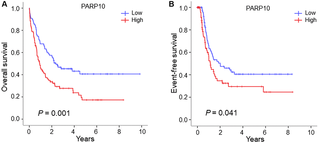 Survival analysis of AML patients with high expression versus low expression in the PARP10 group. (A) Overall survival difference of AML patients with high PARP10 expression versus low PARP10 expression. (B) Event-free survival difference of AML patients with high PARP10 expression versus low PARP10 expression. Log-rank test was used to generate the survival curves and analyze the survival difference between the high- and low-expression groups.