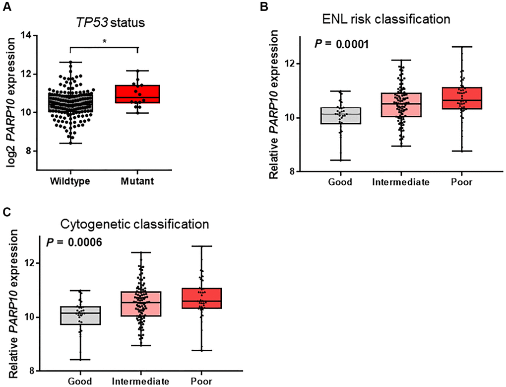 Association of PARP10 expression with TP53 mutation status and risk classifications in AML patients. (A) PARP10 expression difference between AML patients with wildtype and mutant TP53. Statistical significance was estimated using an unpaired t test. (B) PARP10 expression differences among patients with good-risk, intermediate-risk, and poor-risk ENL classifications. (C) PARP10 expression difference among patients with good-risk, intermediate-risk, and poor-risk cytogenetic classifications. Statistical significance was estimated using the Kruskal-Wallis test.