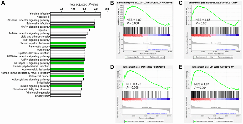 Potential biological functions of PARP10 in AML. (A) KEGG analysis of PARP10 positively co-expressed genes (r > 0.5, P P B–E) GSEA analysis of AML patients based on PARP10 expression. NES: normalized enrichment score.
